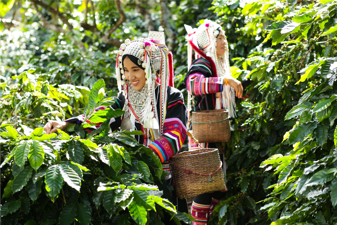 ผลการค้นหารูปภาพสำหรับ ไร่กาแฟ"